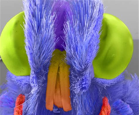 Ces Incroyables Insectes Photos Prises Au Microscope Lunité