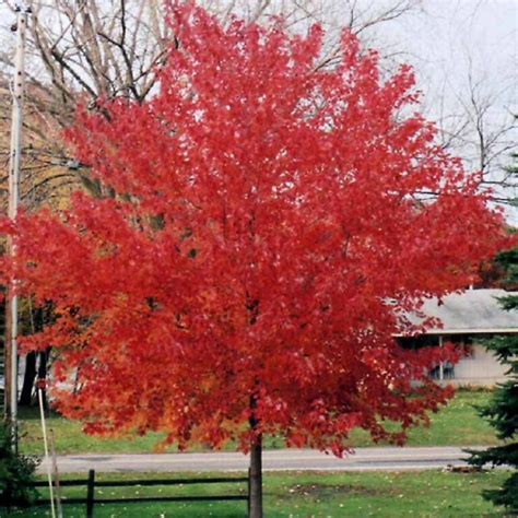 Acre Rubrum Red Sunset Red Maple Tidewater Trees