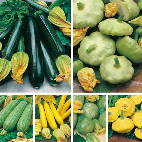 Courgettes And Summer Squashes Seed Collection £499 From Mr Fothergills Seeds Squash Seeds