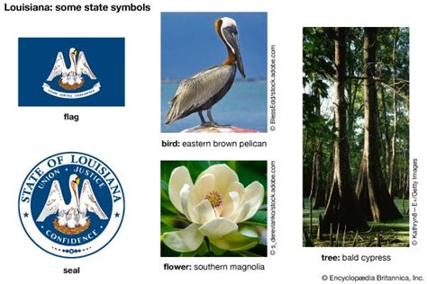 Louisiana State Symbols Kids Britannica Kids Homework Help