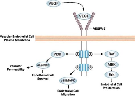 Vascular Endothelial Growth Factor Receptor Binding And Downstream Download Scientific Diagram