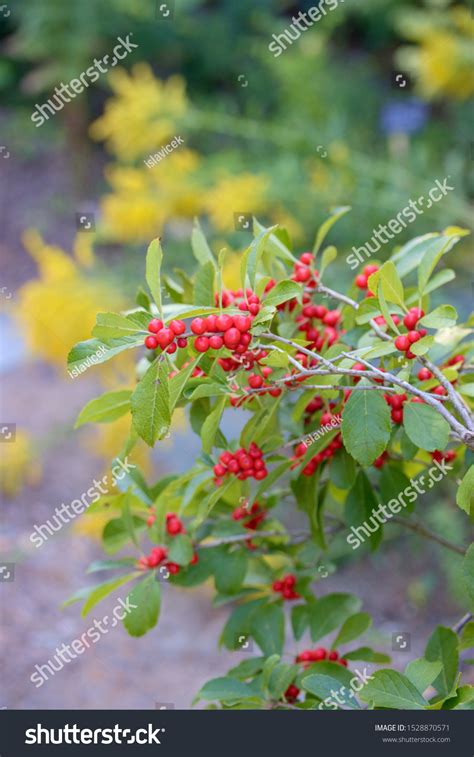Ilex Verticillata Winterberry Species Holly Native Stock Photo