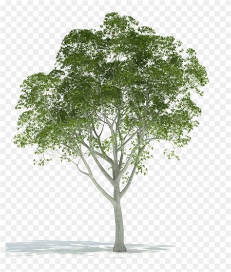 Find Hd Realistic Tree Png Image Background Trees For Rendering In