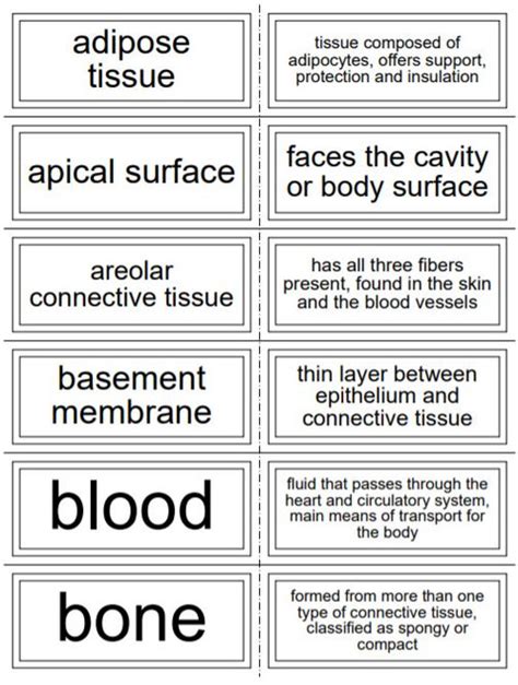 Body Directions Planes Cavities And Regions Vocab Flash Cards For