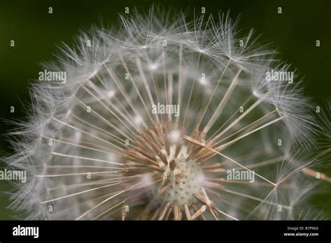 Close Up Of A Dandelion Blowing In The Summer Breeze Stock Photo Alamy