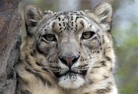 Endangered And Extinct Animals Endangered Animals Snow Leopard