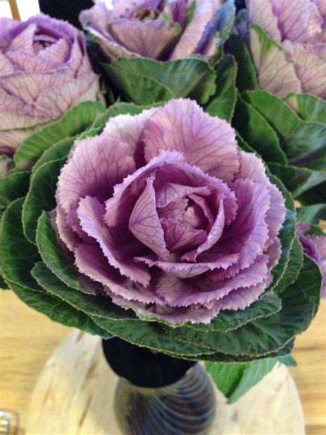 Pin By Geraldine Mcgriff On Cabbage Rose Cottage Cabbage Flowers
