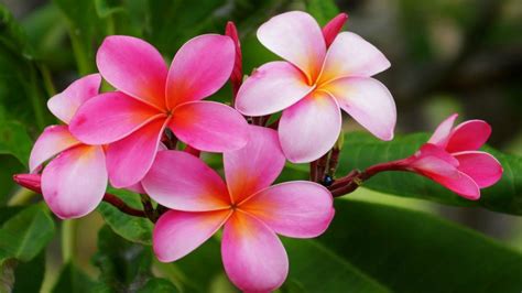 Plumeria Hawaiian Flowers Flowers With Reddish Pink And