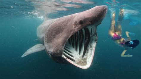Worlds Largest Shark Unprovoked Attacks And Bites Swimmer With Images