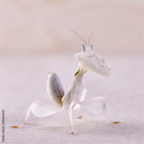 Female Hymenopus Coronatus Also Known As Malaysian Orchid Mantis In