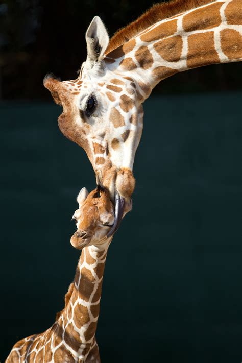 Photo Alert First Giraffe Of 2012 Born At Busch Gardens