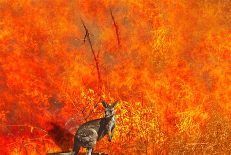 Australia Bushfires Ravaging Wildlife Times Of India Travel