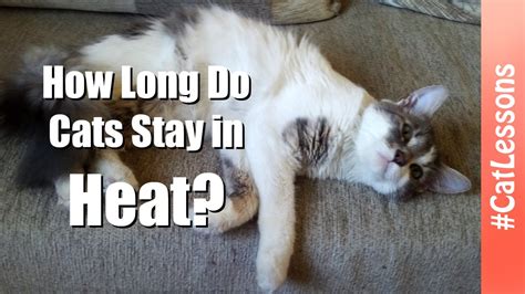 Cats in heat usually suffer anxiety due to the distress of finding a mate. How Long Do Cats Stay in Heat? 💡 Cat Lessons - YouTube