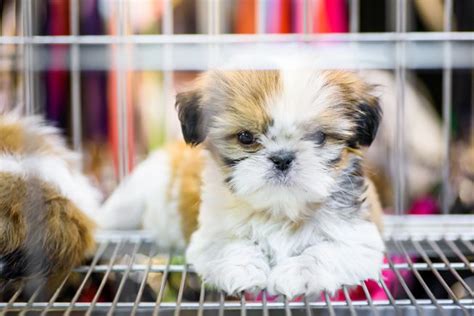We invite you to come see what makes agri feed pet supply a breed apart from other pet supply stores. Pet store near me with puppies > THAIPOLICEPLUS.COM