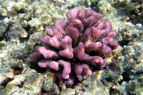 Easy Soft Live Corals For Reef Aquariums