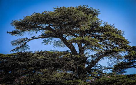 An Ancient Tree From The Cedars Of God Located In Bsharri Lebanon One
