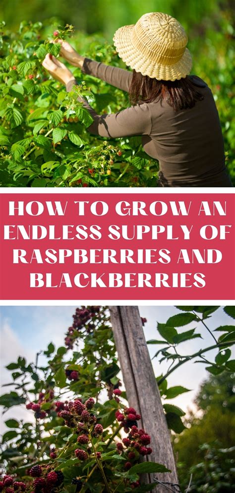 How To Grow An Endless Supply Of Raspberries And Blackberries