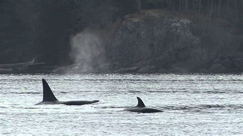 Biggs Killer Whales Marine Mammal Eating 10214