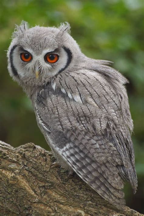 Snowy Owl Red Eyes สัตว์ นกฮูก นก
