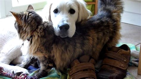 Cat Loves Cutest Golden Retriever Puppy Youtube