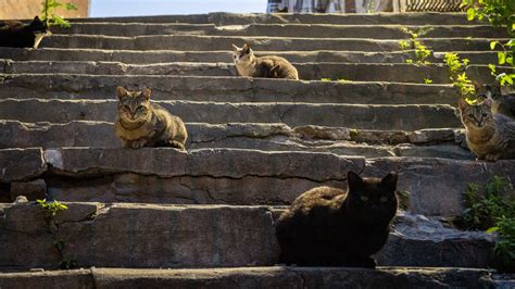 How To Clear 500000 Feral Cats From New Yorks Streets The New York Times