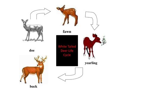 Ppt Animal Life Cycle Study Guide Sol 24 Key Concepts Powerpoint