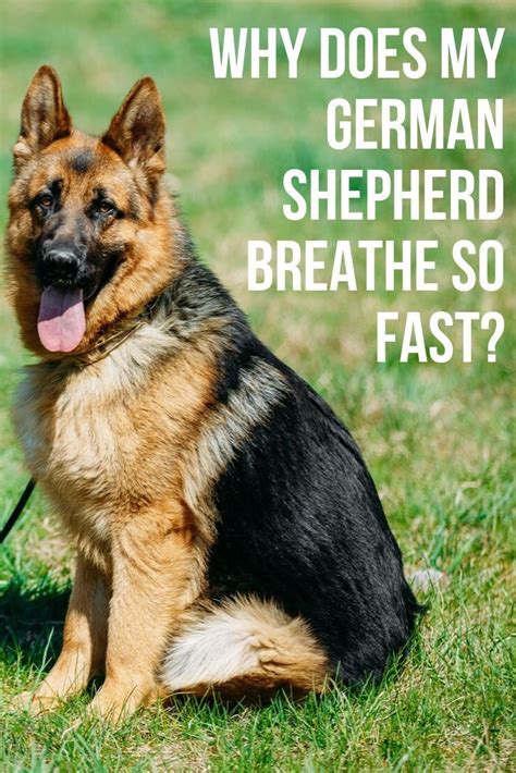 Dog breath smells like fish. Why does my German Shepherd breath so fast? | German shepherd, German shepherd harness, German ...