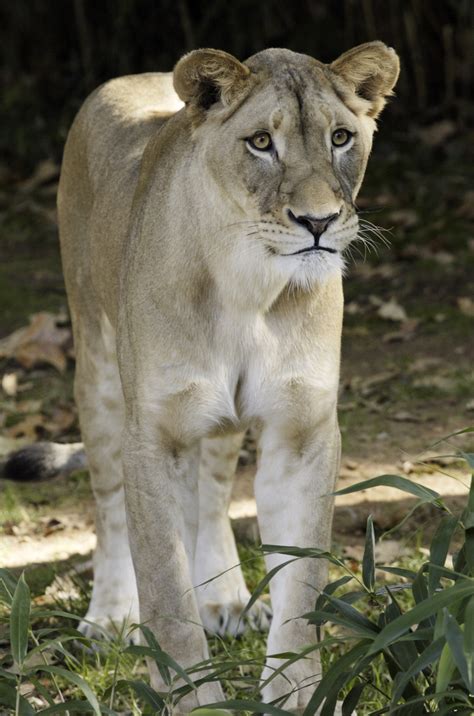 Shera A 5 Year Old Lioness At The National Zoological