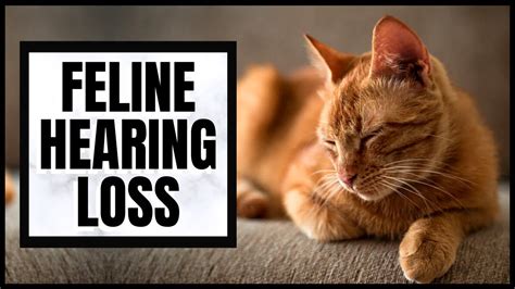 Cat 101 Feline Hearing Loss Youtube