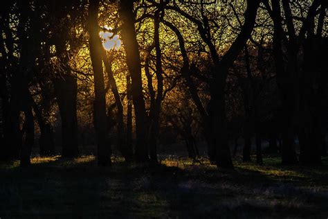 Dark Black Oak Forest Photograph By Tyler Marks Pixels