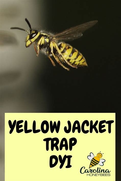 Wasp Traps Bee Traps Yellow Jacket Trap Yellow Jackets How To Help