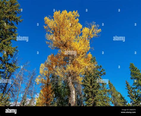 Cottonwood Trees Yellowstone Hi Res Stock Photography And Images Alamy