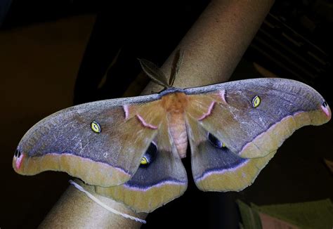 polyphemus moth male antheraea polyphemus where is my ni… flickr