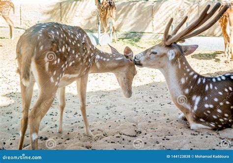 Beautiful And Cute Deer Mother With Her Baby Deer Deer Mother
