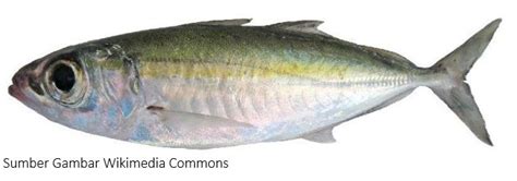 Jenis Jenis Ikan Di Laut Beserta Gambar Fishing Community