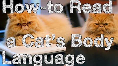 How To Read A Cat S Body Language Conversation Cats Youtube
