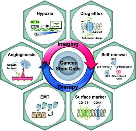 Cancer Stem Cell Targeted Bio Imaging And Chemotherapeutic Perspective