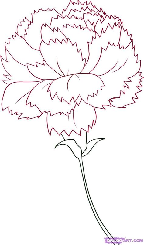 Carnation Flower Drawing How To Draw A Carnation Step By Step