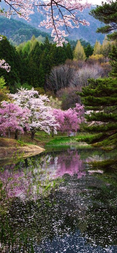 This Is Spring Of Japan Photo By Kazuhiro Yashima Flower