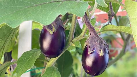 Pruning Eggplant Container Gardening Howtogroweggplant Gardening Pruningeggplant Youtube