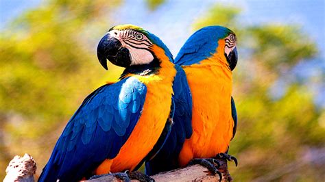 Blue And Yellow Macaw Hd Wallpaper Background Image 1920x1080
