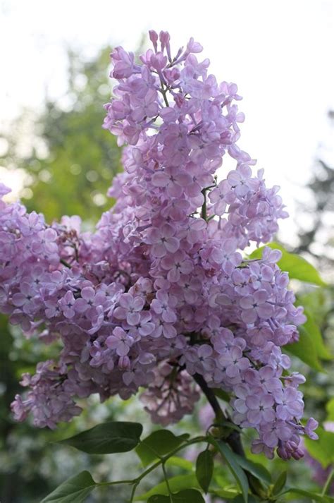 The Most Highly Scented Lilacs Beautiful Flowers Fragrant Plant Lilac