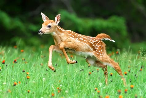 Jumping White Tail Fawn Deer Pictures Fawn Animals