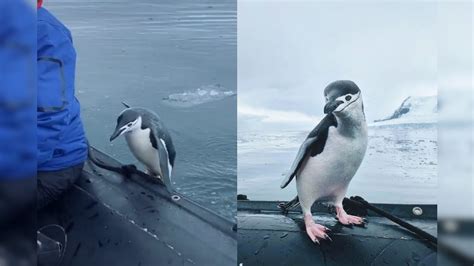 Lonely Penguin Hops Onto Boat In Antarctica Goes On A Ten Minute