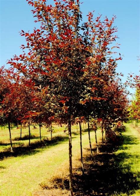 It's a great disease resistant tree that adds color to any landscape. Royal Raindrops Crabapple : Hunter Trees