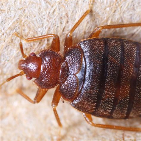 Bed Bug Exterminator In Illinois Schopen Pest Solutions
