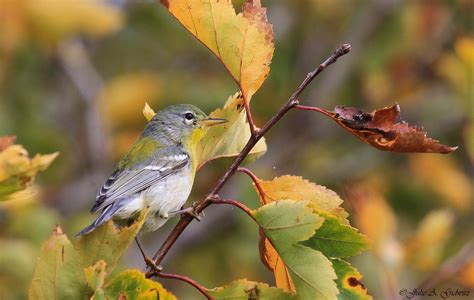 Natures Splendor Autumn Birds