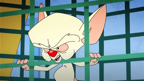 The entire episode pinky and the brain. Pinky and the Brain: The inspiration for Brain's voice