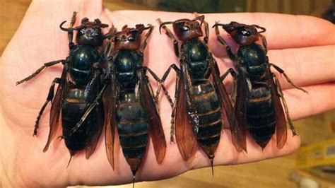 Murder Hornet Invasives Insekt Aus Asien Zum Ersten Mal In Den Usa Entdeckt