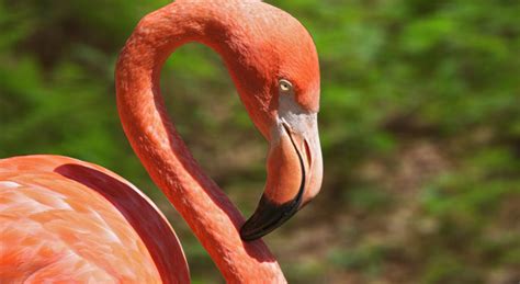Information about Flamingos - Habitat, Physique, Diet etc